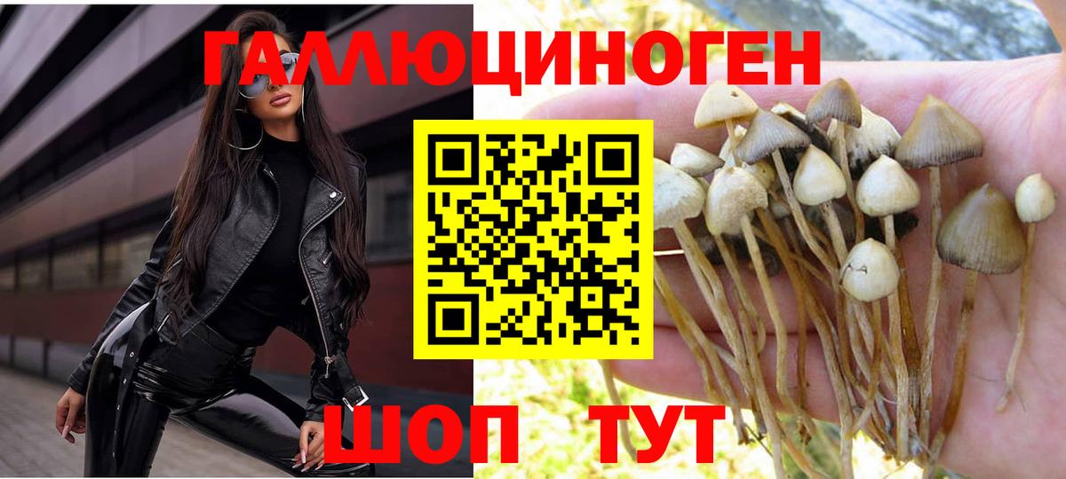 Кимры  хочу наркоту  Вход с VPN  Галлюциногенные грибы прущие грибы 